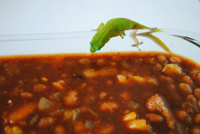 Beansgecko Beansgecko