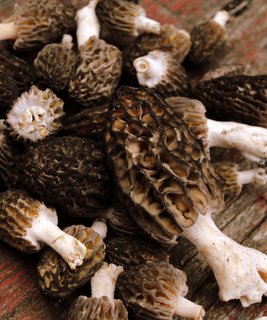 Morels2