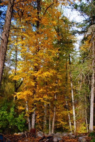 09oct13-backyard 09oct13-backyard