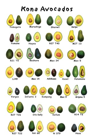 Avocado-poster