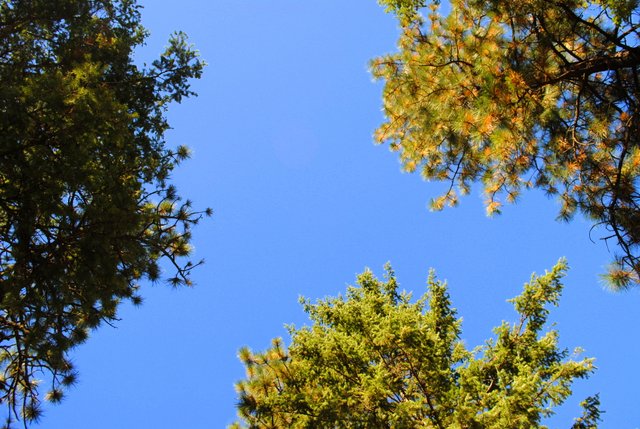 Greekdipsky Greekdipsky