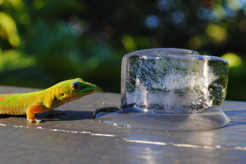 Gecko ice