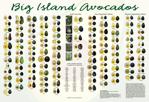 AvocadoPoster AvocadoPoster