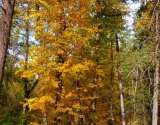 Angel Hair with Tomato-Blue Cheese Sauce